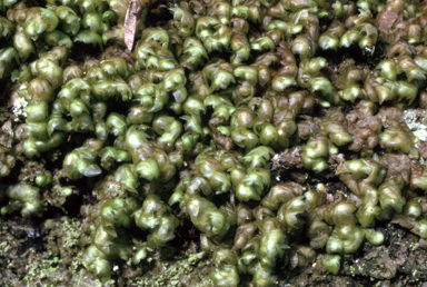 APII jpeg image of Frullania clavata  © contact APII