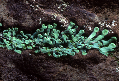 APII jpeg image of Plagiochasma rupestre  © contact APII