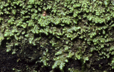 APII jpeg image of Radula compacta  © contact APII