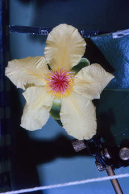 APII jpeg image of Dillenia alata  © contact APII