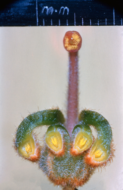 APII jpeg image of Grevillea floribunda  © contact APII