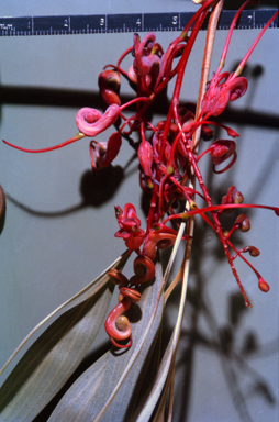 APII jpeg image of Grevillea heliosperma  © contact APII