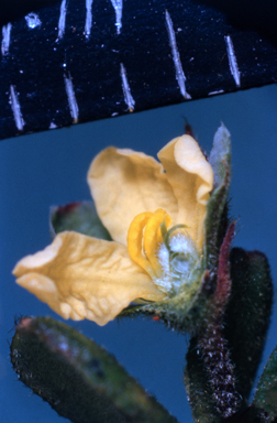 APII jpeg image of Hibbertia appressa  © contact APII