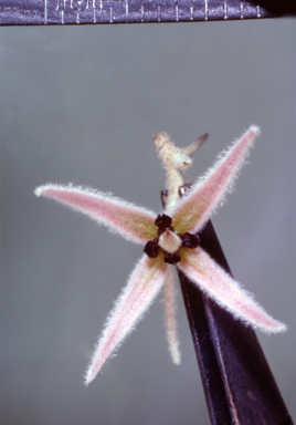 APII jpeg image of Lasiopetalum drummondii  © contact APII