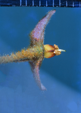 APII jpeg image of Seringia corollata  © contact APII