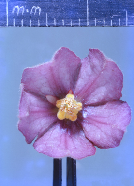 APII jpeg image of Seringia corollata  © contact APII