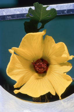 APII jpeg image of Hibiscus divaricatus  © contact APII