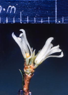 APII jpeg image of Pseudanthus  © contact APII