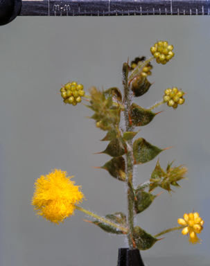 APII jpeg image of Acacia sublanata  © contact APII