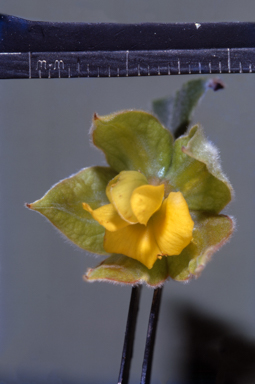 APII jpeg image of Jacksonia  © contact APII