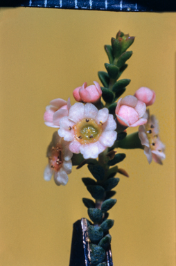 APII jpeg image of Thryptomene urceolaris  © contact APII