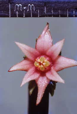 APII jpeg image of Epacris petrophila  © contact APII