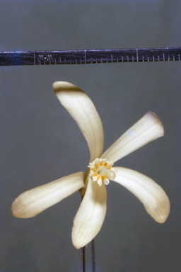 APII jpeg image of Turraea pubescens  © contact APII