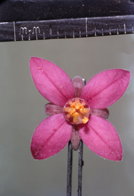 APII jpeg image of Melicope broadbentiana  © contact APII