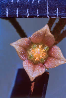 APII jpeg image of Diplopeltis stuartii  © contact APII