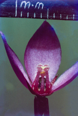 APII jpeg image of Psammomoya choretroides  © contact APII