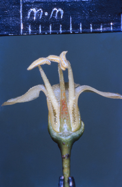 APII jpeg image of Aegiceras corniculatum  © contact APII