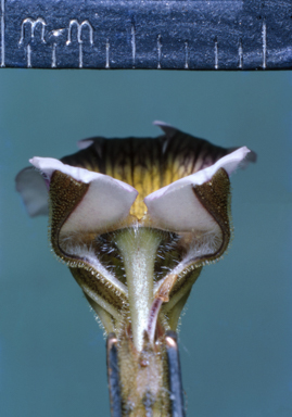 APII jpeg image of Celmisia longifolia  © contact APII