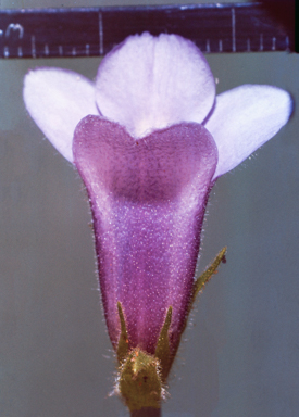 APII jpeg image of Utricularia albiflora  © contact APII