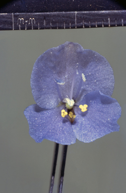 APII jpeg image of Commelina agrostophylla  © contact APII