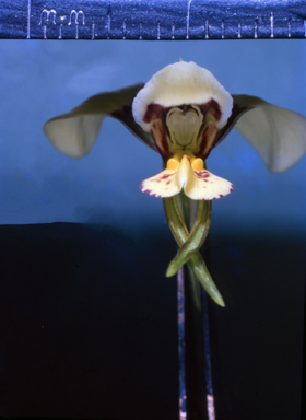 APII jpeg image of Diuris  © contact APII