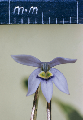 APII jpeg image of Isotoma fluviatilis  © contact APII