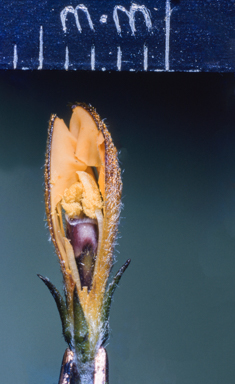 APII jpeg image of Goodenia  © contact APII