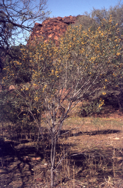 APII jpeg image of Acacia ligulata  © contact APII