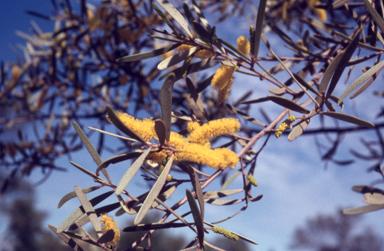 APII jpeg image of Acacia aneura  © contact APII