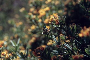 APII jpeg image of Oxylobium  © contact APII