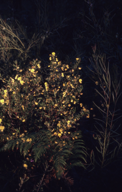 APII jpeg image of Gompholobium  © contact APII