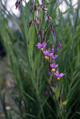 APII jpeg image of Stypandra glauca  © contact APII