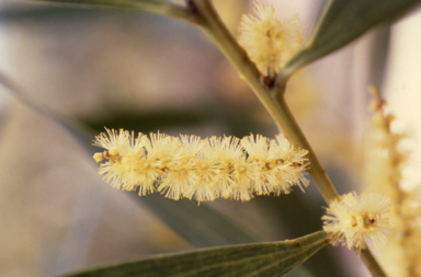 APII jpeg image of Acacia longifolia  © contact APII