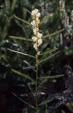APII jpeg image of Acacia suaveolens  © contact APII
