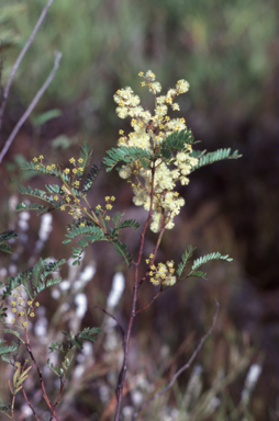 APII jpeg image of Acacia terminalis  © contact APII