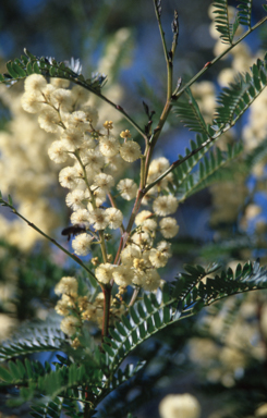 APII jpeg image of Acacia terminalis  © contact APII