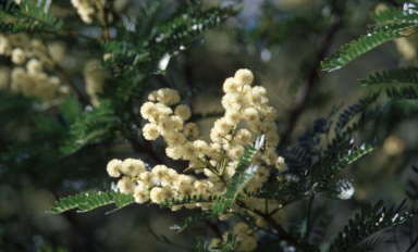 APII jpeg image of Acacia terminalis  © contact APII