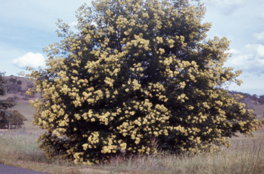 APII jpeg image of Acacia mearnsii  © contact APII