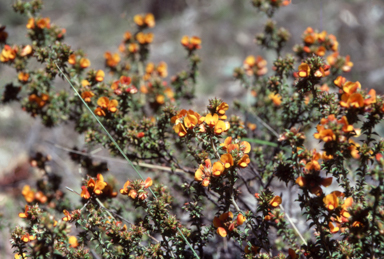 APII jpeg image of Pultenaea procumbens  © contact APII