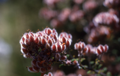 APII jpeg image of Oxylobium ellipticum  © contact APII