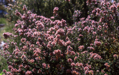 APII jpeg image of Oxylobium ellipticum  © contact APII