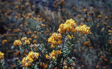 APII jpeg image of Oxylobium ellipticum  © contact APII