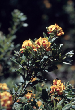 APII jpeg image of Oxylobium ellipticum  © contact APII