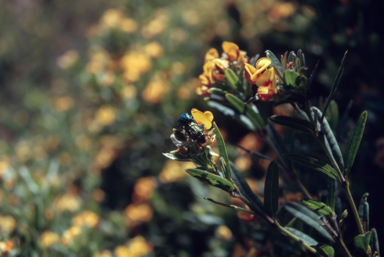 APII jpeg image of Oxylobium  © contact APII