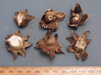 APII jpeg image of Geastrum lageniforme  © contact APII