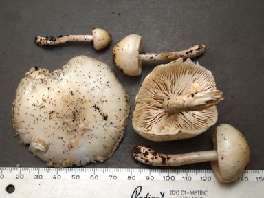 APII jpeg image of Limacella pitereka  © contact APII