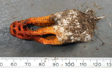 APII jpeg image of Colus hirudinosus  © contact APII