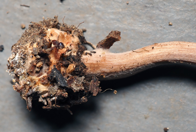 APII jpeg image of Gymnopus sp.  © contact APII