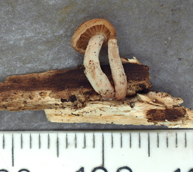 APII jpeg image of Gymnopus sp.  © contact APII