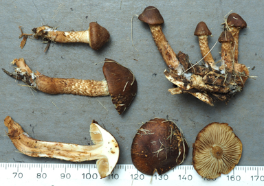 APII jpeg image of Pholiota communis  © contact APII